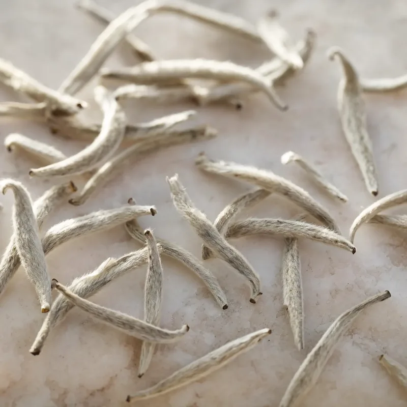 Loose White Wonder · Silver Needle leaf